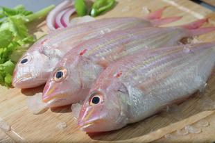 金線魚(yú).jpg