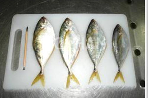 樹(shù)葉魚(yú).jpg
